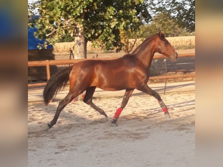 PRE Mix Stallion 5 years 15,3 hh Brown in Madrid