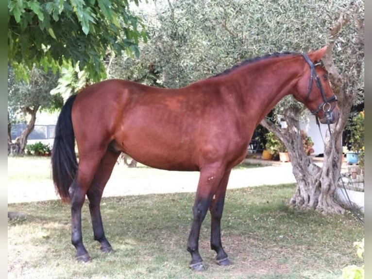 PRE Mix Stallion 5 years 15,3 hh Brown in Barcelona