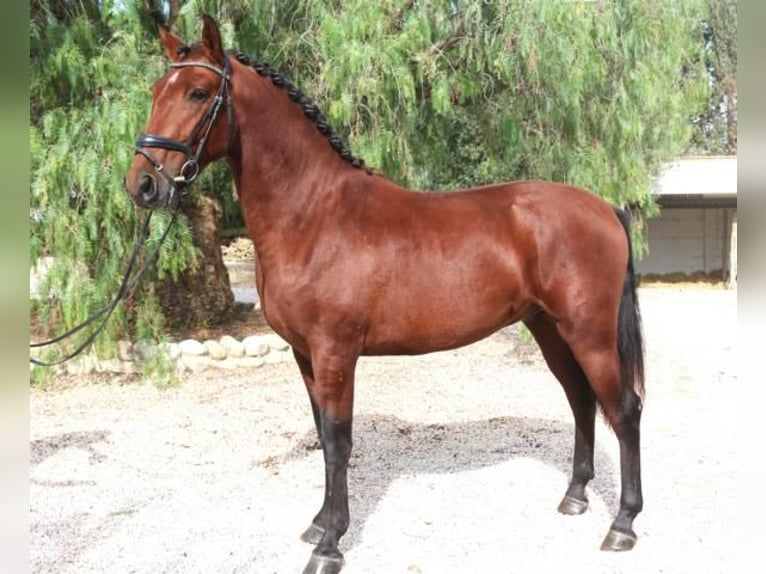 PRE Mix Stallion 5 years 15,3 hh Brown in Barcelona