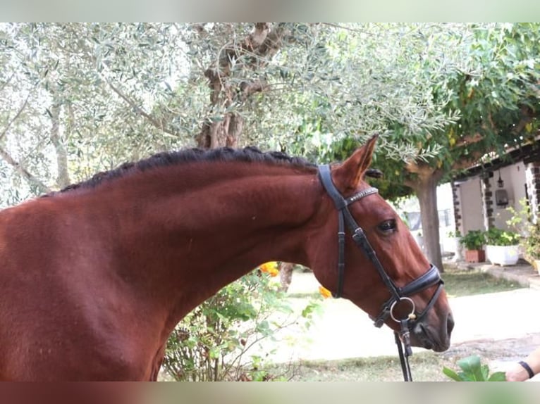 PRE Mix Stallion 5 years 15,3 hh Brown in Barcelona