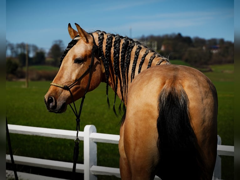 PRE Mix Stallion 5 years 15,3 hh Buckskin in HEUVELLAND