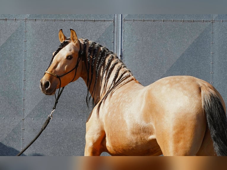 PRE Mix Stallion 5 years 15,3 hh Buckskin in HEUVELLAND