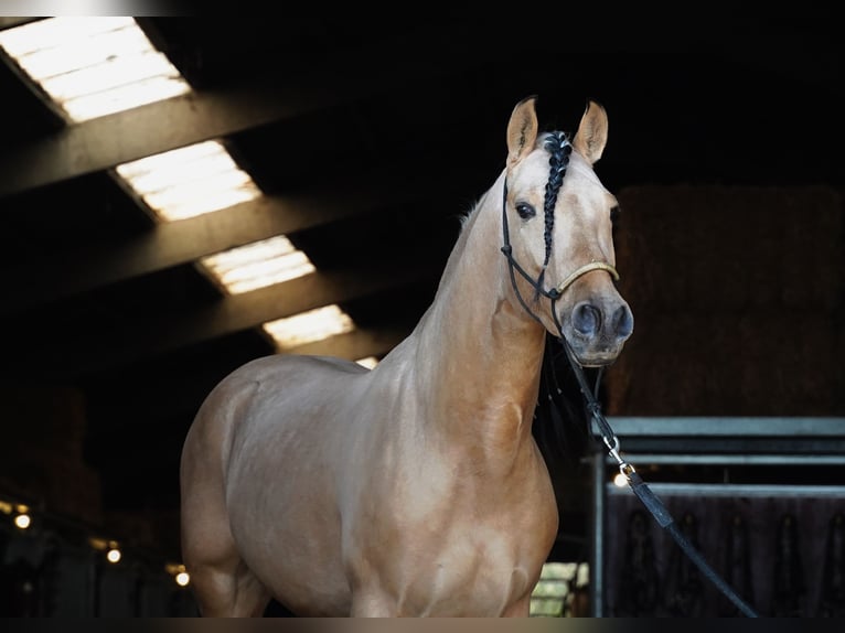 PRE Mix Stallion 5 years 15,3 hh Buckskin in HEUVELLAND