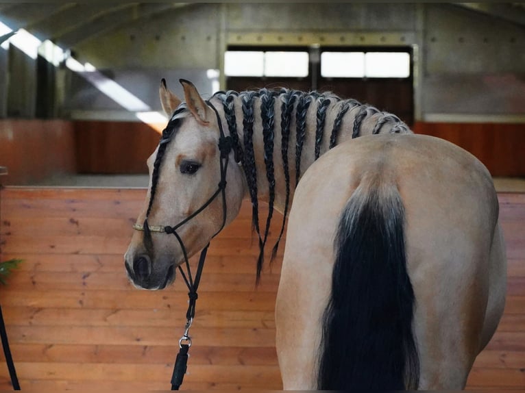 PRE Mix Stallion 5 years 15,3 hh Buckskin in HEUVELLAND