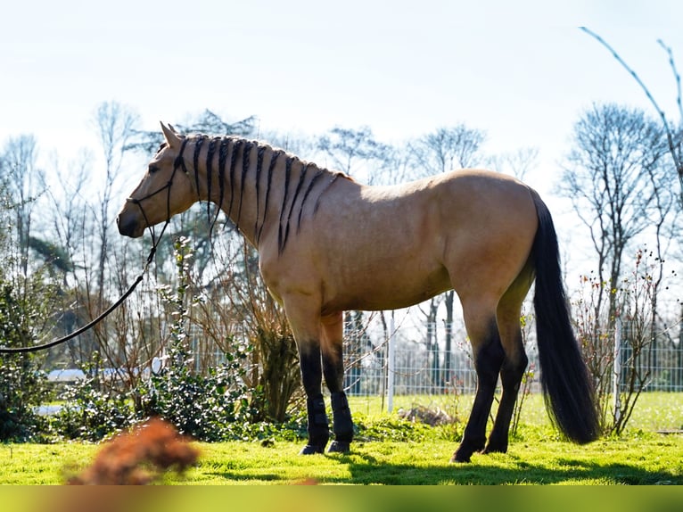 PRE Mix Stallion 5 years 15,3 hh Buckskin in HEUVELLAND