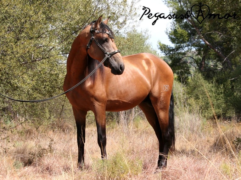 PRE Mix Stallion 5 years 15,3 hh Buckskin in Valencia