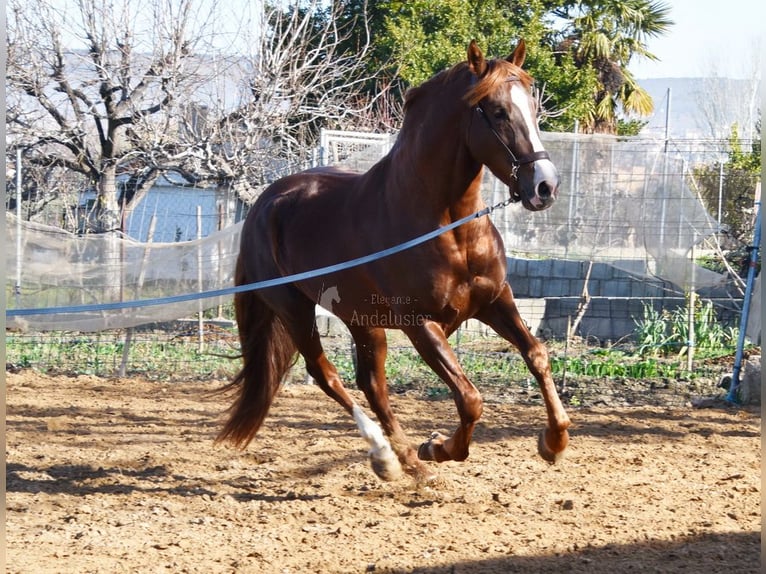 PRE Stallion 5 years 15,3 hh Chestnut-Red in Provinz Granada