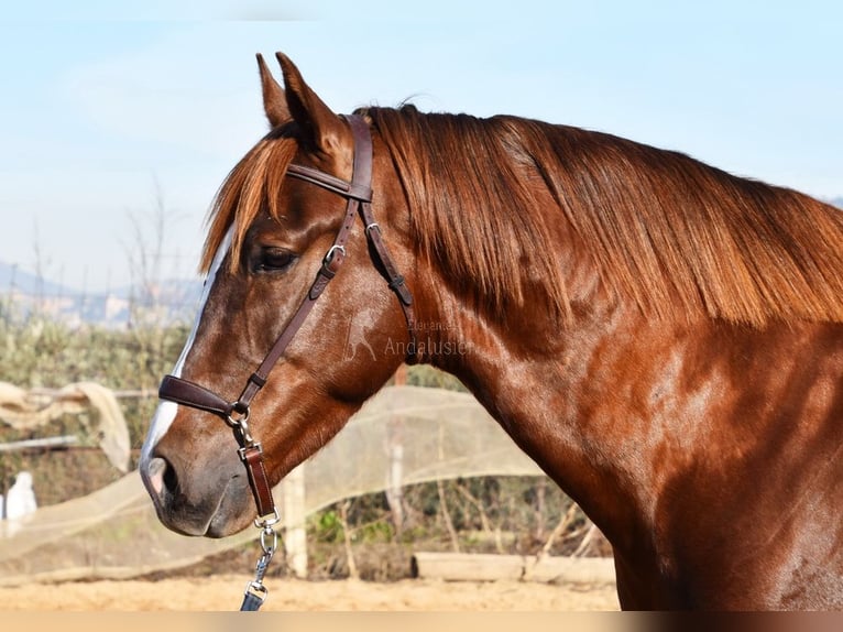 PRE Stallion 5 years 15,3 hh Chestnut-Red in Provinz Granada