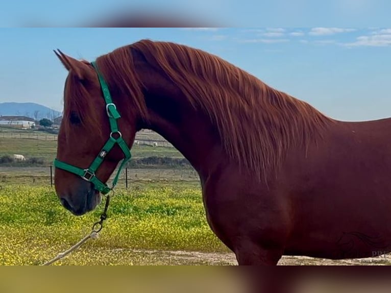 PRE Stallion 5 years 15,3 hh Chestnut-Red in Merida