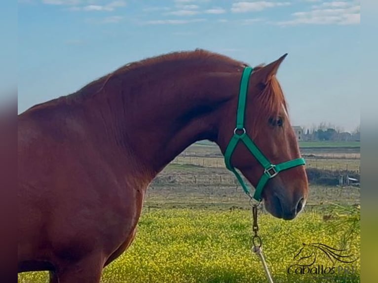 PRE Stallion 5 years 15,3 hh Chestnut-Red in Merida