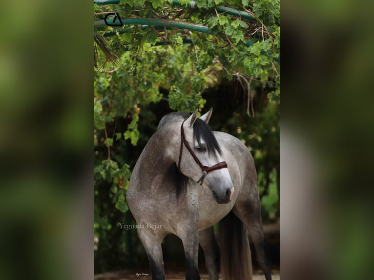 PRE Stallion 5 years 15,3 hh in Puerto Lumbreras