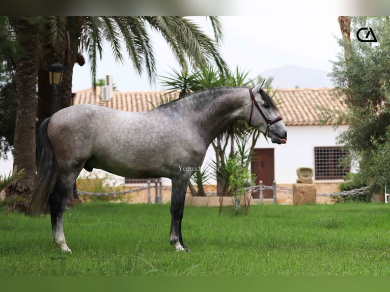 PRE Stallion 5 years 15,3 hh in Puerto Lumbreras