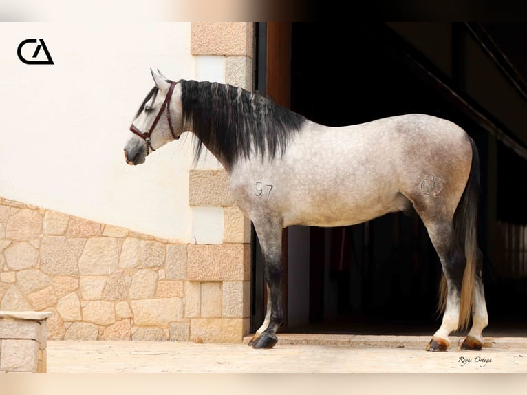 PRE Stallion 5 years 15,3 hh in Puerto Lumbreras