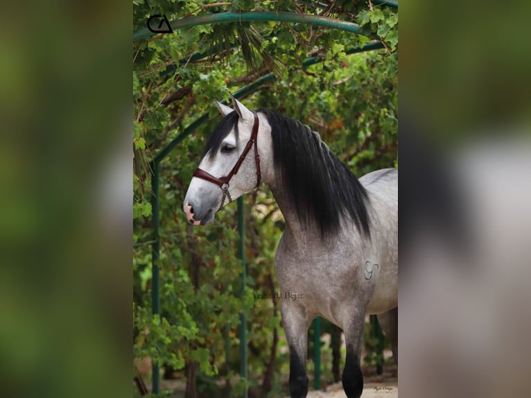 PRE Stallion 5 years 15,3 hh in Puerto Lumbreras