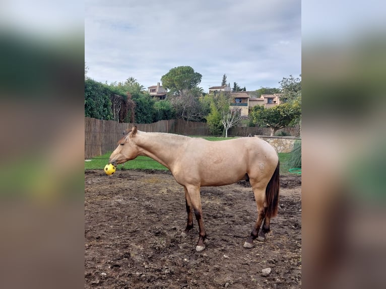 PRE Mix Stallion 5 years 15,3 hh Dun in Hamburg