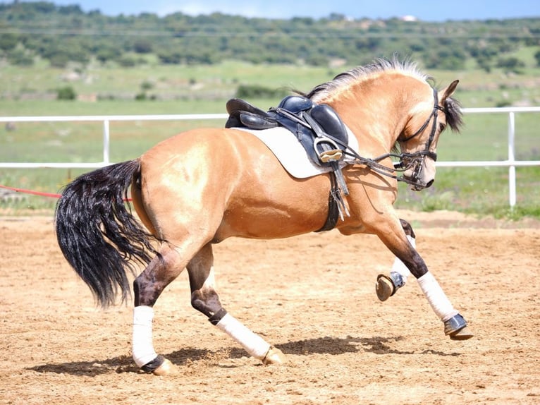 PRE Mix Stallion 5 years 15,3 hh Dun in Navas Del Madro&#xF1;o