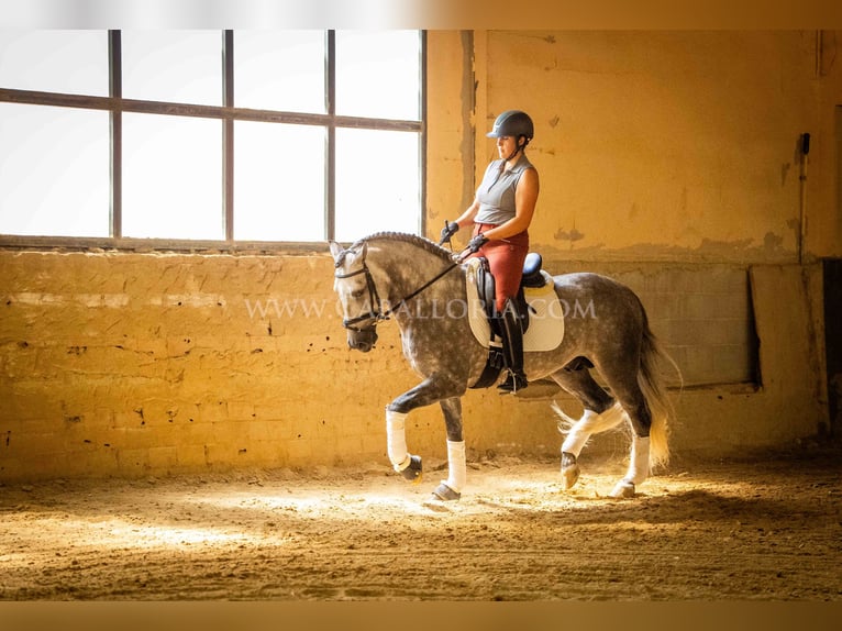 PRE Stallion 5 years 15,3 hh Gray-Dapple in Rafelguaraf