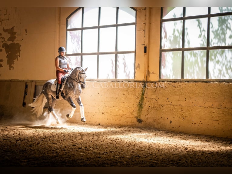 PRE Stallion 5 years 15,3 hh Gray-Dapple in Rafelguaraf