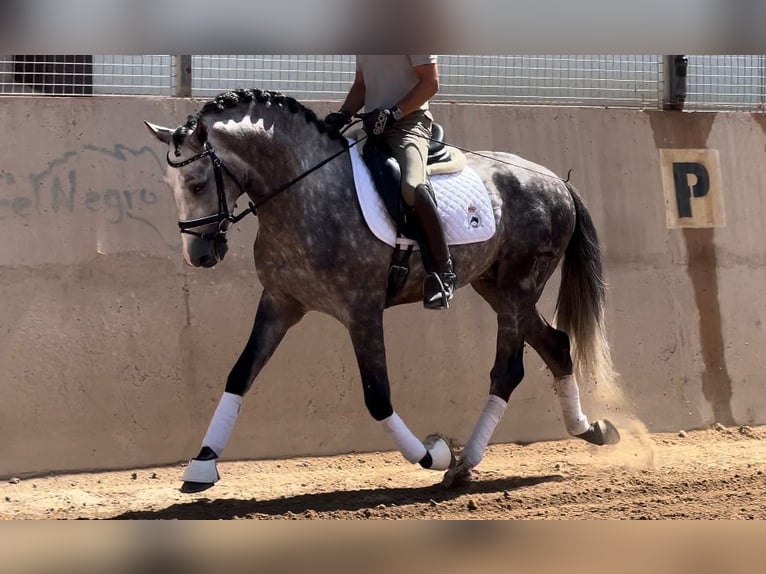 PRE Stallion 5 years 15,3 hh Gray-Dark-Tan in Valencia