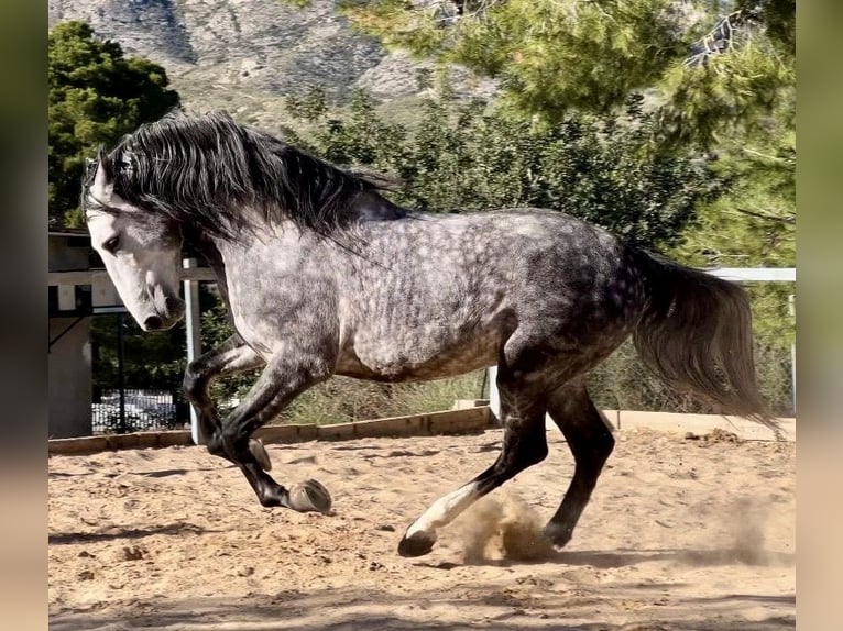 PRE Stallion 5 years 15,3 hh Gray-Dark-Tan in Valencia