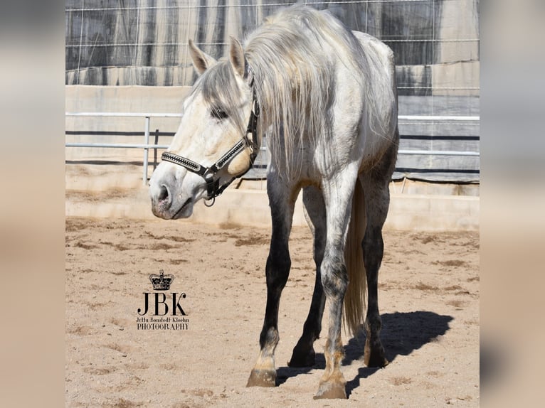 PRE Stallion 5 years 15,3 hh Gray in Tabernas Almeria