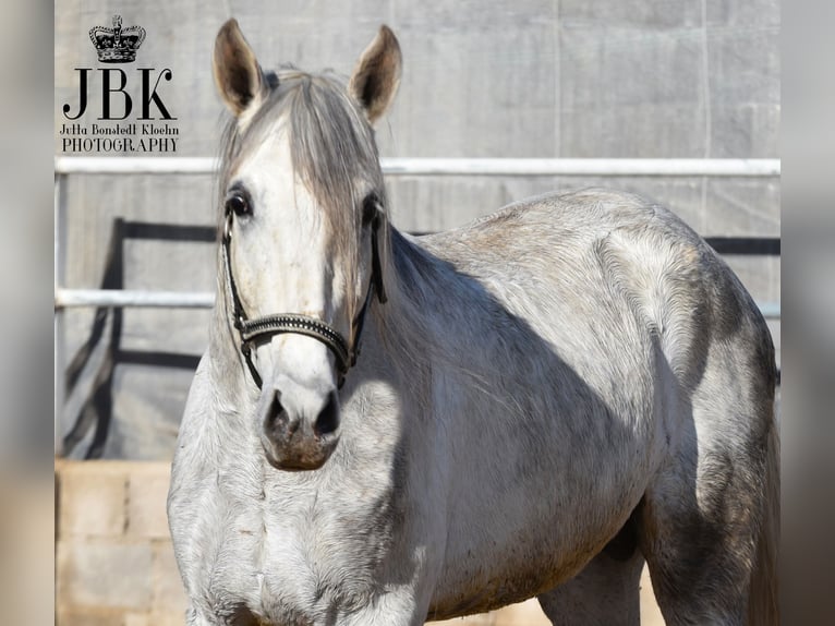 PRE Stallion 5 years 15,3 hh Gray in Tabernas Almeria