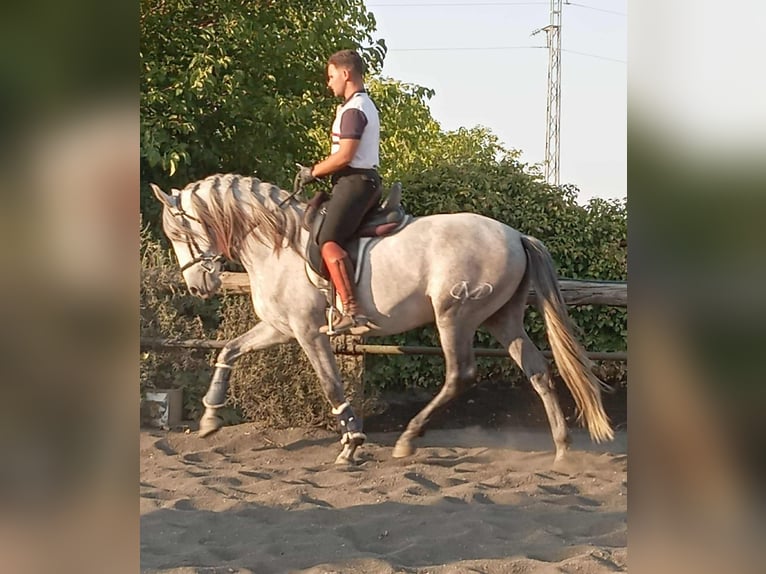 PRE Stallion 5 years 15.3 hh Grey in Galaroza (Huelva)