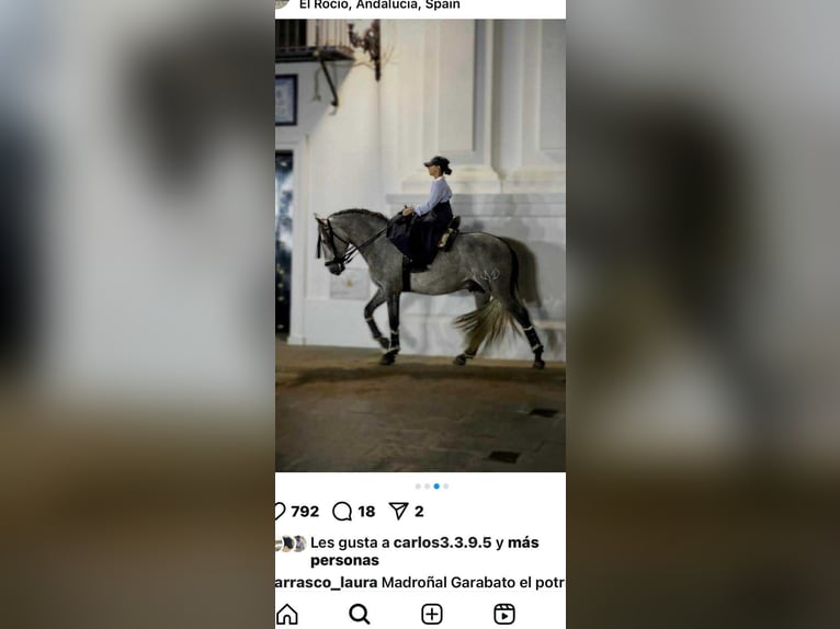 PRE Stallion 5 years 15.3 hh Grey in Galaroza (Huelva)