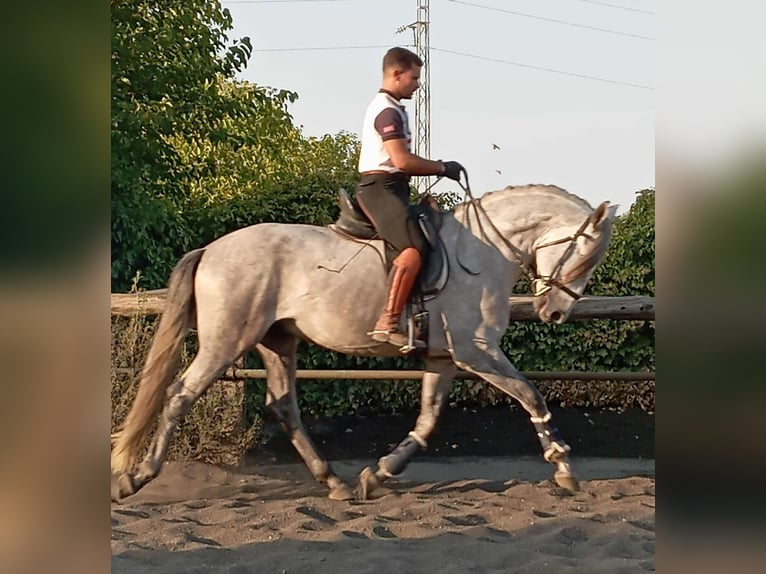 PRE Stallion 5 years 15.3 hh Grey in Galaroza (Huelva)