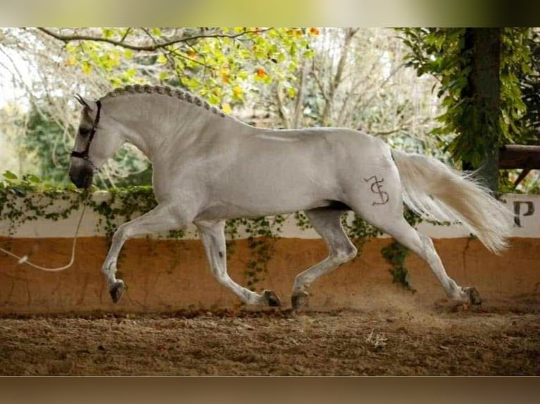 PRE Stallion 5 years 15.3 hh Grey in Galaroza (Huelva)