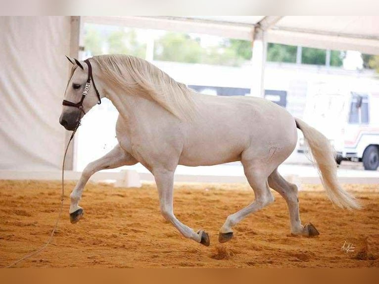 PRE Stallion 5 years 15.3 hh Grey in Galaroza (Huelva)