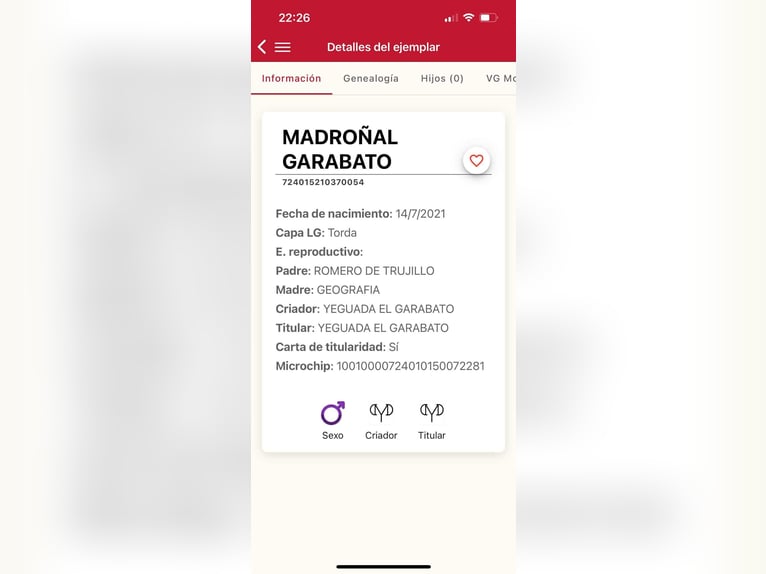 PRE Stallion 5 years 15.3 hh Grey in Galaroza (Huelva)