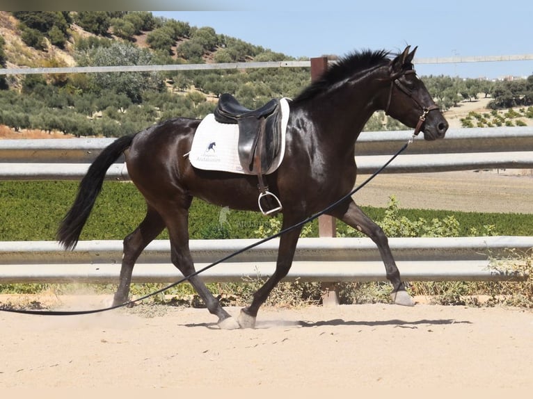 PRE Stallion 5 years 15 hh Black in Provinz Cordoba