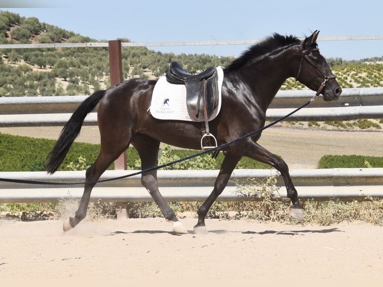PRE Stallion 5 years 15 hh Black in Provinz Cordoba