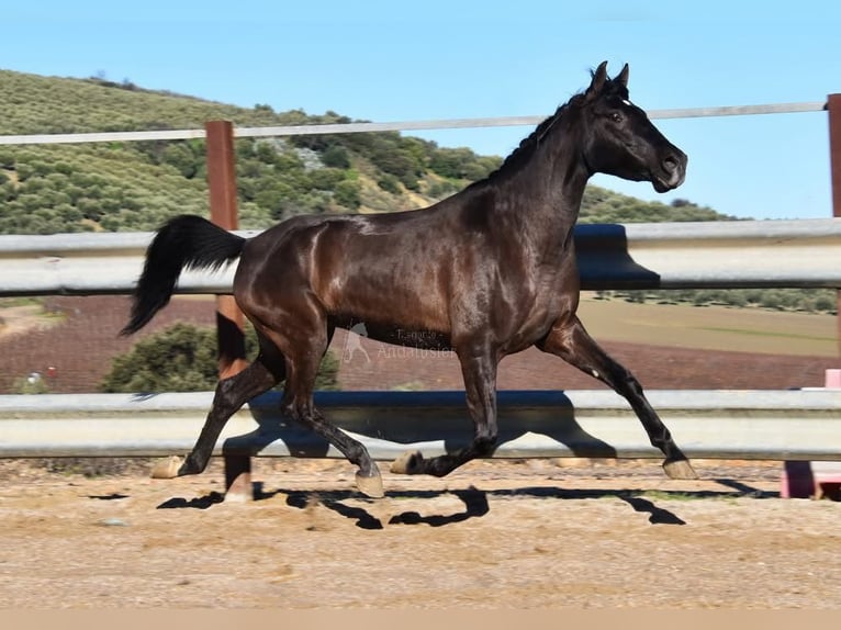 PRE Stallion 5 years 15 hh Black in Provinz Cordoba