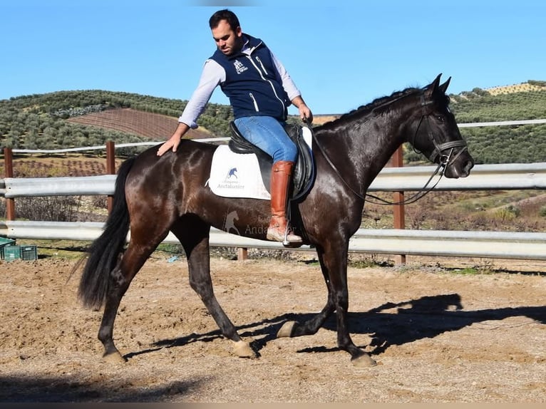 PRE Stallion 5 years 15 hh Black in Provinz Cordoba