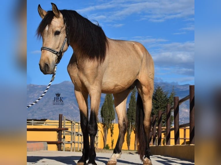 PRE Stallion 5 years 15 hh Dun in Tabernas Almeria