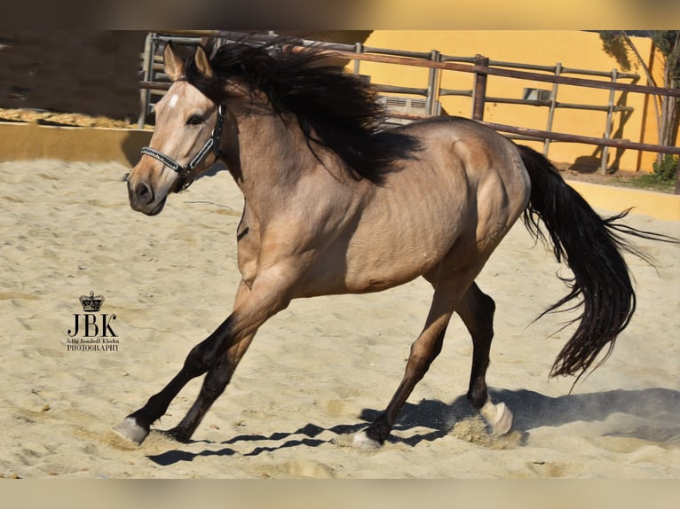PRE Stallion 5 years 15 hh Dun in Tabernas Almeria