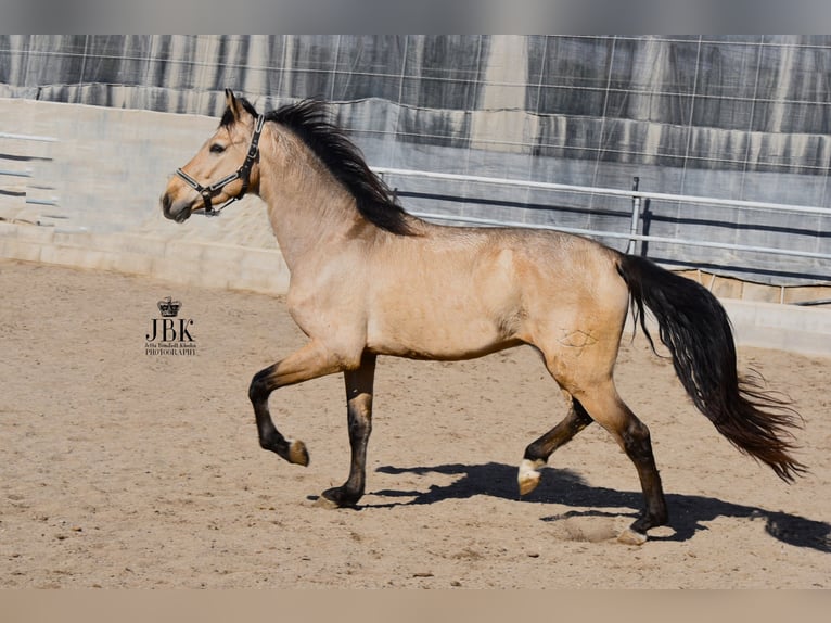 PRE Mix Stallion 5 years 15 hh Dun in Tabernas Almeria