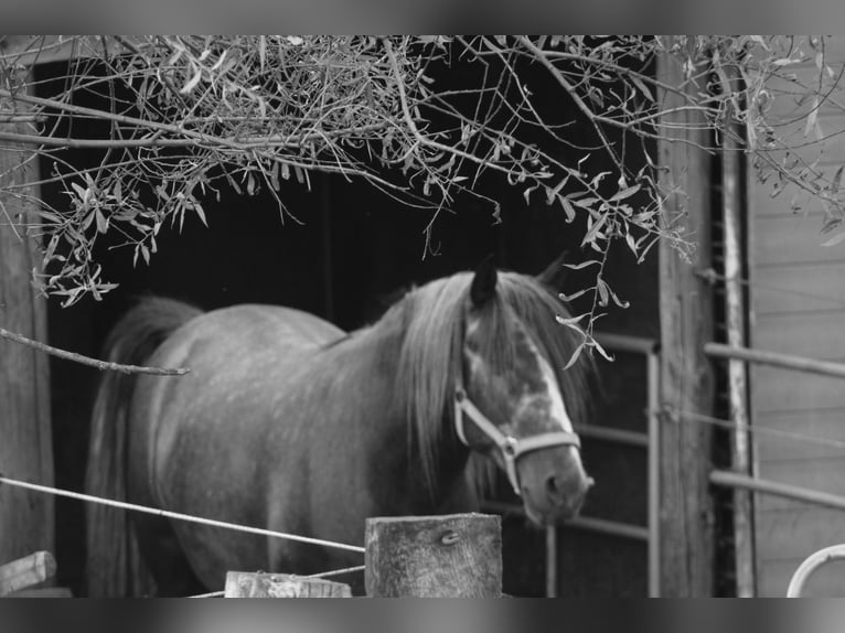 PRE Mix Stallion 5 years 15 hh White in Ekeren
