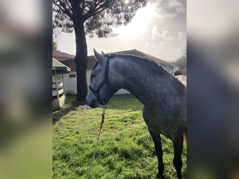 PRE Stallion 5 years 15,1 hh Grey in Poligono Industrial A GandaraNaron