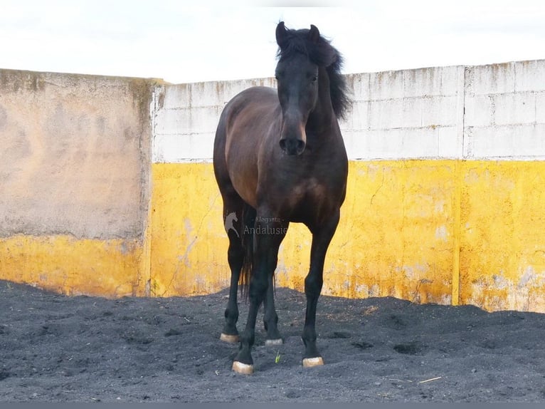 PRE Stallion 5 years 15,2 hh Bay-Dark in Provinz Granada