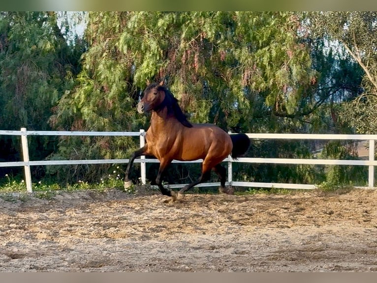 PRE Stallion 5 years 15,2 hh Bay in Santa Perpetua de Mogoda
