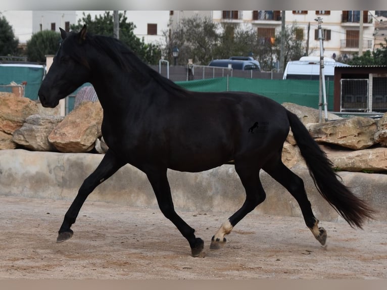 PRE Stallion 5 years 15,2 hh Black in Mallorca