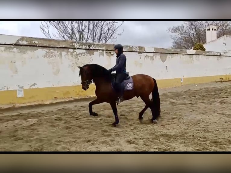 PRE Stallion 5 years 15,2 hh Brown in Albacete, Spain