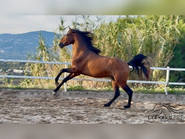 PRE Stallion 5 years 15,2 hh Brown in Barcelona