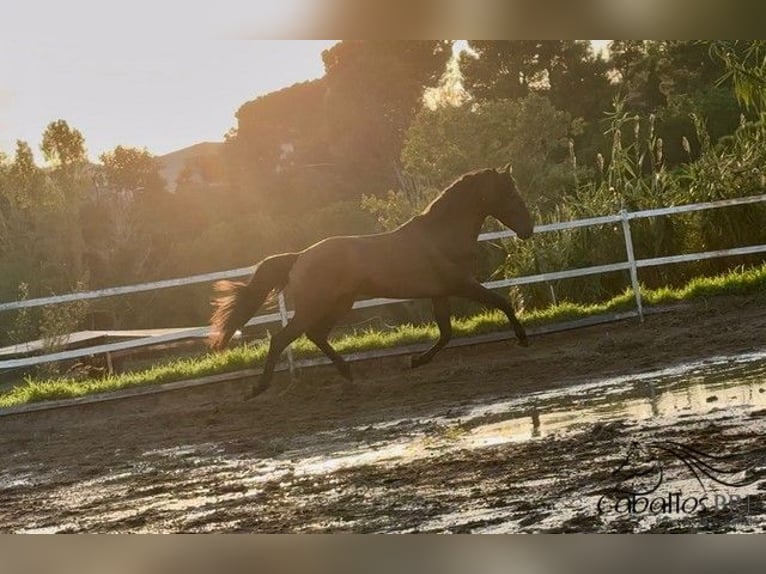 PRE Stallion 5 years 15,2 hh Brown in Barcelona