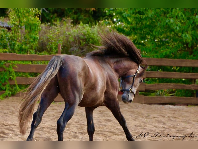 PRE Stallion 5 years 15,2 hh Can be white in Polenz