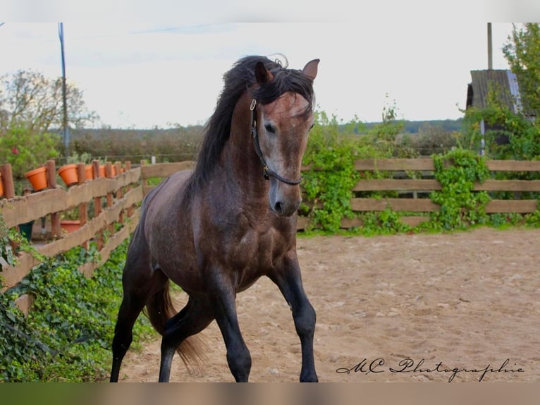 PRE Stallion 5 years 15,2 hh Can be white in Polenz