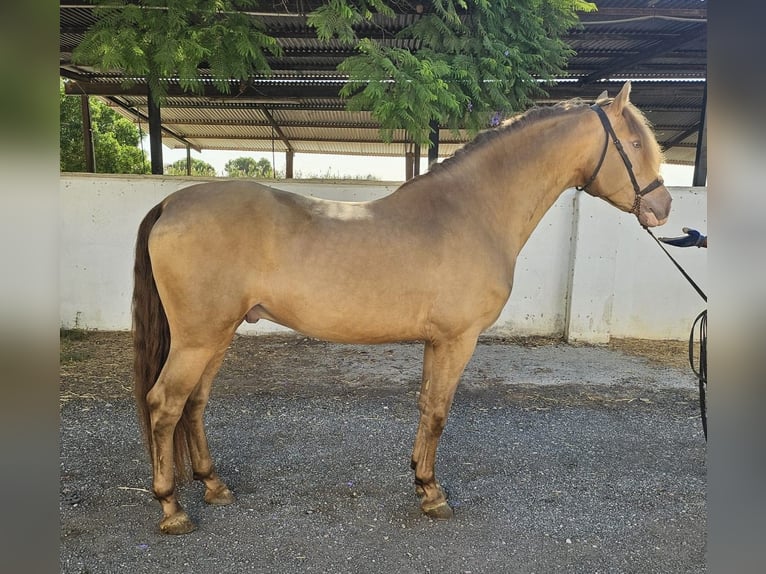 PRE Mix Stallion 5 years 15,2 hh Champagne in Hamburg